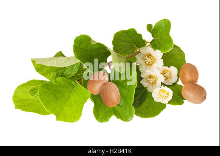 Feuilles de kiwi,fruits et fleurs isolated on white Banque D'Images