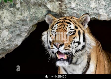 Ou Sibérie Amur tiger (Panthera tigris altaica), portrait, captive, Munich, Bavière, Allemagne Banque D'Images