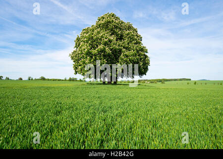 Horse-chestnut ou arbre de conker (Aesculus hippocastanum), groupe d'arbres dans les champs de céréales, Thuringe, Allemagne Banque D'Images