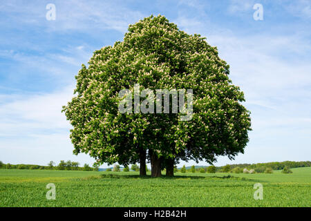 Horse-chestnut ou arbre de conker (Aesculus hippocastanum), groupe d'arbres dans les champs de céréales, Hötzelsroda (Eisenach) Banque D'Images