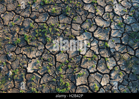 Fissures dans la boue sécher le sol, la végétation avec salicornes (Salicornia), Eiderstedt, Frise du Nord, Schleswig-Holstein, Allemagne Banque D'Images