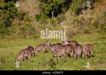 Cobe à croissant (Kobus ellipsiprymnus), au cours de l'alimentation du troupeau, Parc National d'Arusha, Tanzanie Banque D'Images