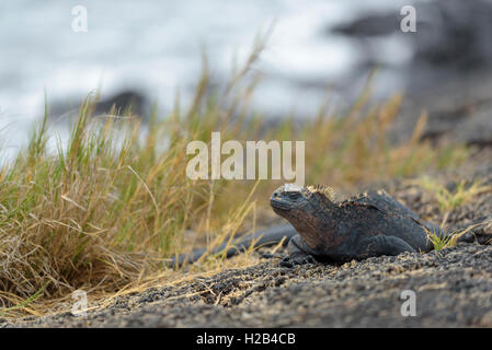 Iguane marin des Galápagos (Amblyrhynchus cristatus), sur la plage, l'île Isabela, Galapagos, Equateur Banque D'Images