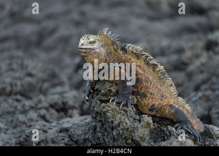 Iguane marin des Galápagos (Amblyrhynchus cristatus) sur la pierre de lave, l'île Isabela, Galapagos, Equateur Banque D'Images