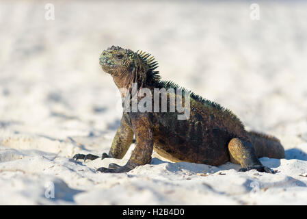 Iguane marin des Galápagos (Amblyrhynchus cristatus) assis dans le sable sur la plage, le soleil, l'hôtel Tortuga Bay, île de Santa Cruz Banque D'Images