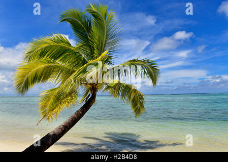 Paradise beach, palm tree et de l'océan, Nosy Mangabe, côte est, à Madagascar Banque D'Images