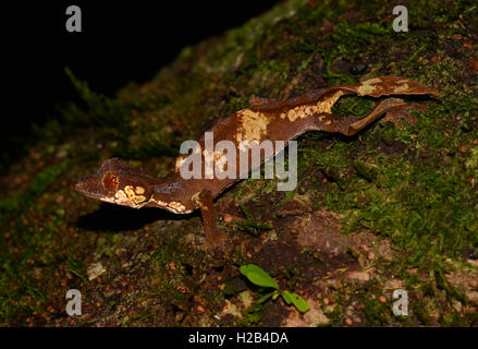Le gecko à queue de feuille (Uroplatus finiavana), rainforest, montagne d'Ambre Parc National, du nord de Madagascar Banque D'Images