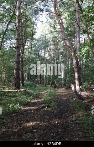 Soleil d'automne d'eau à travers une promenade sur le bord de Chobham, Surrey Banque D'Images