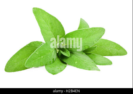 La sauge bouquet wet isolated on white Banque D'Images