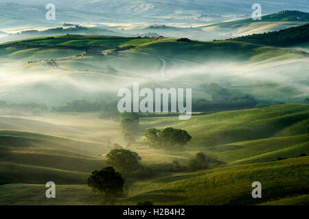 Paysage typique toscan vert dans le Val d'Orcia, champs, arbres et brouillard du matin au lever du soleil, San Quirico d'Orcia, Toscane, Italie Banque D'Images