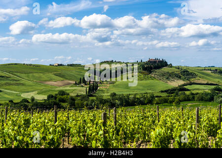 Vert typique toscane paysage avec une ferme sur une colline, vignes, oliveraies, ciel bleu, Val d'Orcia Banque D'Images