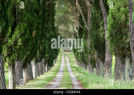 Ruelle avec des pins verts et des cyprès, San Quirico d'Orcia, Toscane, Italie Banque D'Images