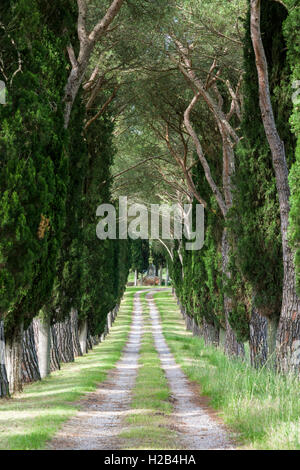 Ruelle avec des pins verts et des cyprès, San Quirico d'Orcia, Toscane, Italie Banque D'Images