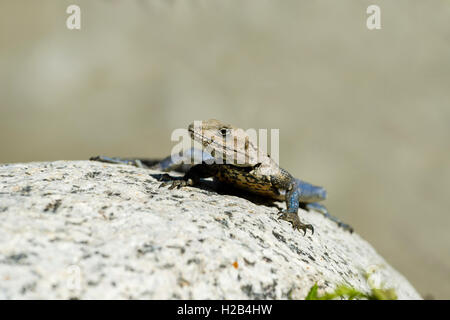 Rock péninsulaire (agama Psammophilus dorsalis) assis sur un rocher, Gangotri, Uttarakhand, Inde Banque D'Images