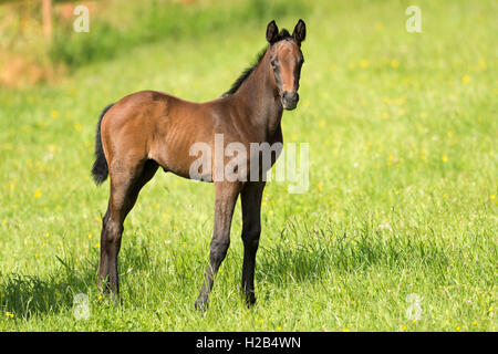 Cheval pur-sang, Cheval, poulain standing in meadow, Bade-Wurtemberg, Allemagne Banque D'Images