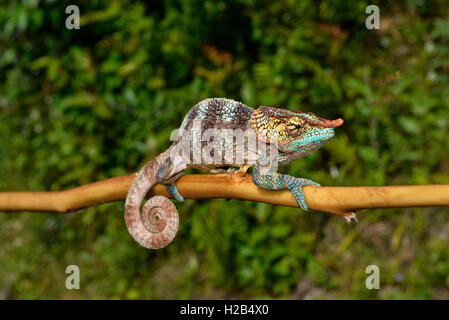 Calumma crypticum cryptiques (CAMÉLÉON), homme, rainforest, sud-est de Madagascar Banque D'Images