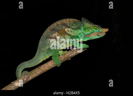 Parson's Calumma parsonii cristifer (CAMÉLÉON), homme, rainforest, Parc Mantadia- Andasibe Parc National, est de Madagascar Banque D'Images