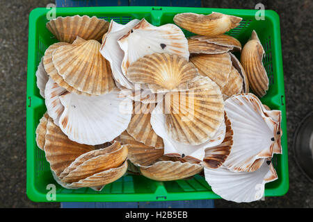 Isle Of Lewis, Hébrides extérieures, en Écosse fort de coquilles de Miavaig Port. Banque D'Images