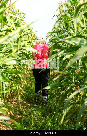 Une femme marche à travers un champ de très grands plants de maïs Banque D'Images