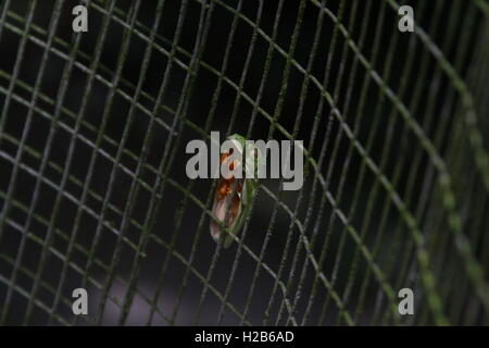 Dormir les yeux rouges grenouille d'arbre Banque D'Images