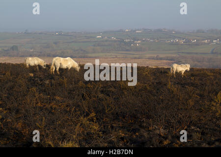 Poneys sauvages sur le pâturage des prairies, Rhossili heather brûlé vers le bas, la péninsule de Gower, Swansea, Glamorgan, Pays de Galles, Royaume-Uni Banque D'Images