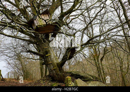 Maison de l'arbre en colline boisée près de Erwood, vallée de la Wye, Powys, Pays de Galles, Royaume-Uni Banque D'Images