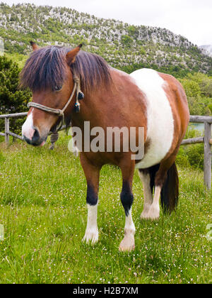 Pony se dresse sur la prairie de montagne Banque D'Images