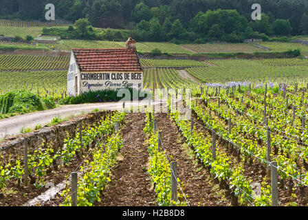 Vieille récolte rustique cabane refuge Domaine Pierre Pointe Damoy en Clos de Vougeot vineyard, Gevrey-Chambertin, Côte d'Or, France. Banque D'Images