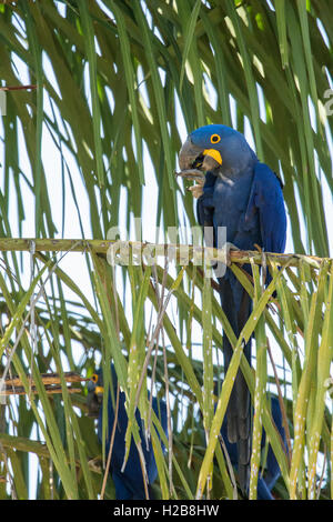 Hyacinth Macaw perché sur un palmier manger une noix, dans la région du Pantanal, Mato Grosso, Brésil Banque D'Images