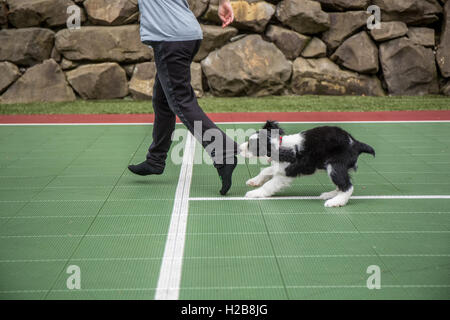 Deux mois Springer Spaniel puppy, Tre, mordre le pantalon de son maître qu'il chasse comme dans son plaisir, dans Issaquah, Washington, U Banque D'Images