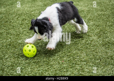 Deux mois Springer Spaniel puppy, Tre, sur le point de bondir sur une balle en plastique jeté pour lui, à Issaquah, Washington, USA Banque D'Images