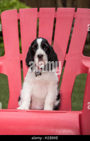 Deux mois Springer Spaniel puppy, Tre, assis dans une chaise de jardin en plastique rouge à Issaquah, Washington, USA Banque D'Images