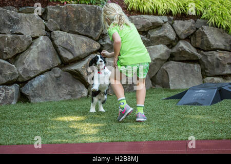 Sept ans, fille de jouer avec ses deux mois, Springer Spaniel puppy, Tre, à Issaquah, Washington, USA Banque D'Images