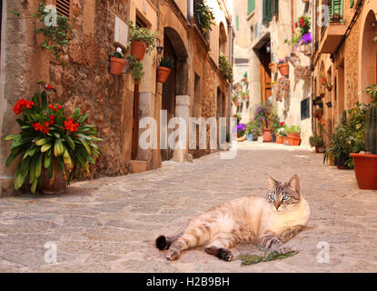 Chat domestique, tabby point, allongé sur une chaussée de pierre d'une escapade romantique dans l'apaiser village de montagne de Majorque, baleares valldemossa Banque D'Images