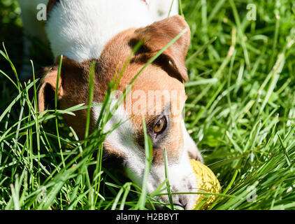 Chien jouant avec une petite balle jaune dans l'herbe verte Banque D'Images