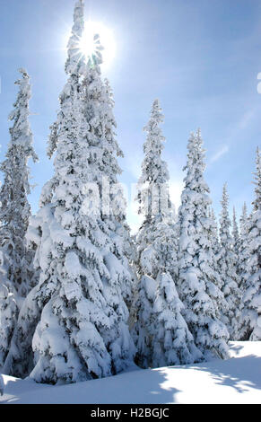 Des couvertures de neige cèdre massif arbres en hiver le long de la crête de l'ouragan à l'Olympic National Park près de Port Angeles, Washington. Banque D'Images