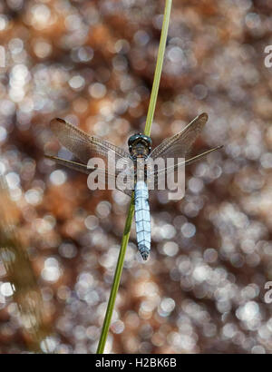 Skimmer carénées libellule perchée sur reed. Commune Thursley, Surrey, Angleterre. Banque D'Images