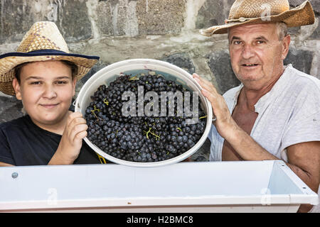 Teenage boy avec son grand-père parsèment grappes de raisins à la vigne. Thème vintage. Chasse d'automne. Deux agriculteurs. Banque D'Images