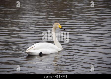 Cygne chanteur sur le lac. Banque D'Images