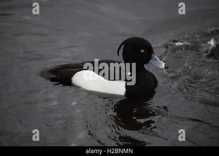 Fuligule morillon sur l'eau. Banque D'Images