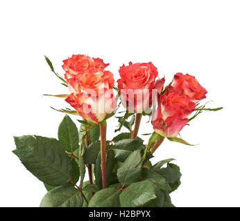 Des roses rouges sur le blanc de fond isolé Banque D'Images