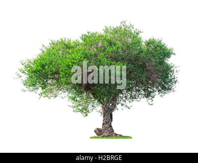 Ancien et grand arbre vert isolé sur fond blanc Banque D'Images