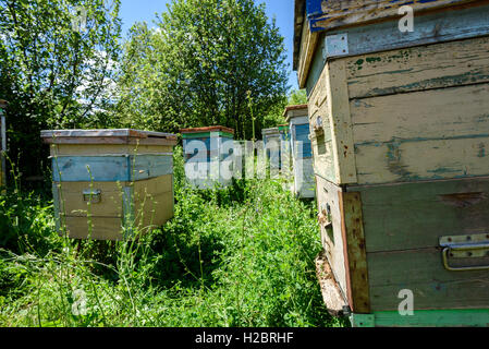 Les ruches en bois peint de couleurs vives, dans un village russe au cours de l'été 2016 avec personne dans la scène Banque D'Images