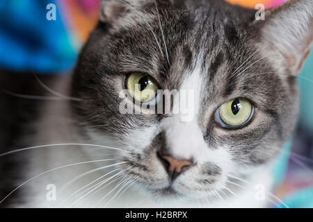 Chat de maison close, looking at camera Banque D'Images