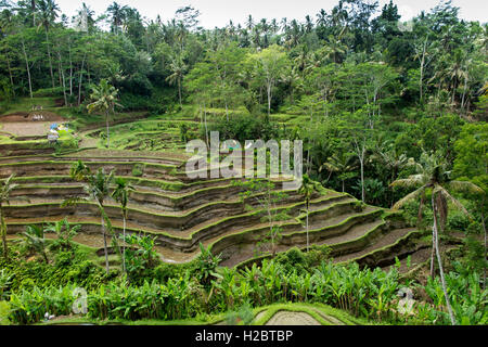 L'INDONÉSIE, Bali, Tegallang attrayants, les rizières en terrasses sur des coteaux Banque D'Images