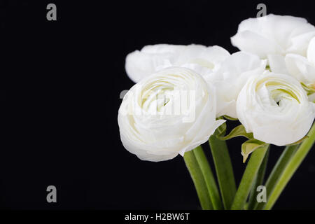 Ranunculus blanc fleurs dans un vase en céramique fond noir Copy space Banque D'Images
