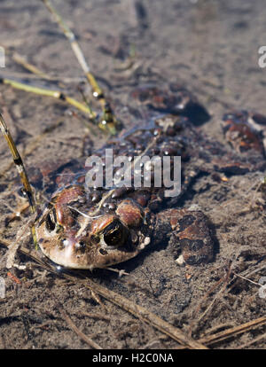 Grenouille Banque D'Images