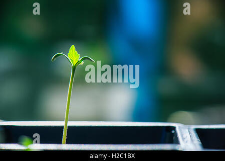 Détail Macro de marijuana minuscule plante qui pousse à partir de la semence Banque D'Images
