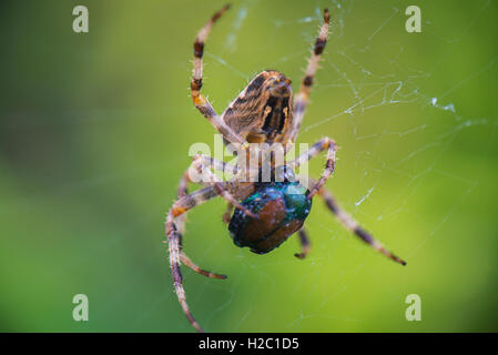Croix de macro shot spider Orbweaver (Araneus diadematus) aka'Jardin araignée, Spider, araignée diadème Croix Banque D'Images