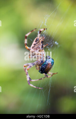 Croix de macro shot spider Orbweaver (Araneus diadematus) aka'Jardin araignée, Spider, araignée diadème Croix Banque D'Images